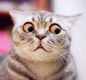 Gato sorprendido - emealcubo copywriter